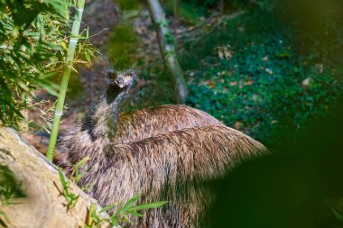 Closeup Emu (Dromaius novaehollandiae).