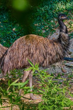 Closeup Emu (Dromaius novaehollandiae).