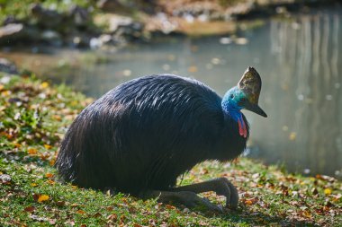 Güney cassowary (casuarius casuarius)