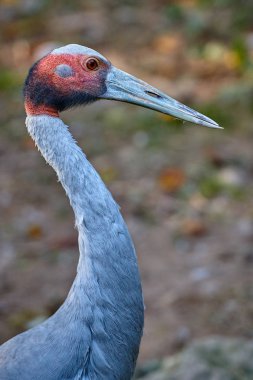 Kırmızı taç vinç (Grus japonensis)