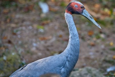 Kırmızı taç vinç (Grus japonensis)