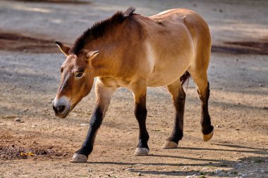 Przewalski 'nin atı (Equus ferus przewalskii), Moğol vahşi atı veya Dzungarian atı olarak da bilinir.