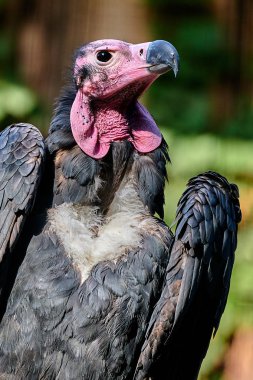 Kızıl başlı akbaba (Sarcogyps calvus)