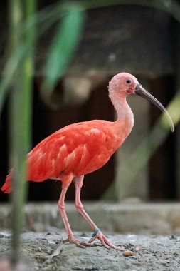 Kızıl aynak (Eudocimus ruber))