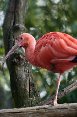 Kızıl aynak (Eudocimus ruber))