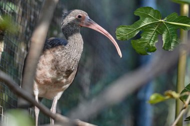 Kızıl aynak (Eudocimus ruber))