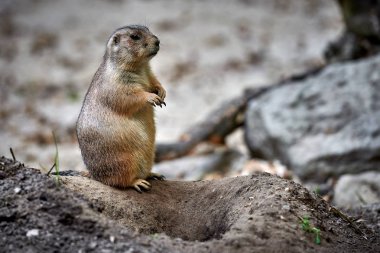 Arizona siyah-kuyruk çayır köpeği (Cynomys ludovicianus)