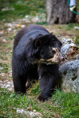 The spectacled bear (Tremarctos ornatus) clipart