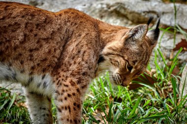 Avrasya vaşağı (Vaşak Vaşağı))