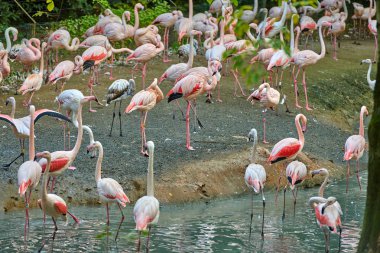 Büyük Flamingo (Phoenicopterus gülü)