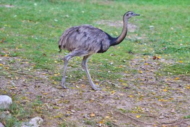 Büyük Rhea (Rhea americana)