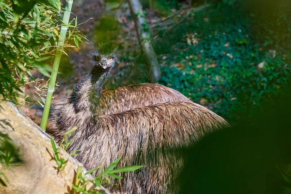 Closeup Emu Dromaius Novaehollandiae — Stock fotografie