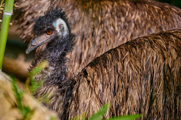 Closeup Emu Dromaius Novaehollandiae — Stock Photo, Image