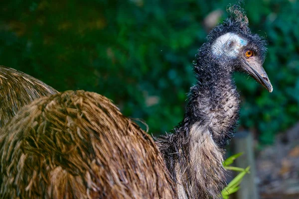 Closeup Emu Dromaius Novaehollandiae — Stock Photo, Image