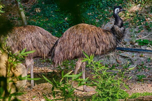 Closeup Emu Dromaius Novaehollandiae — Stock Photo, Image