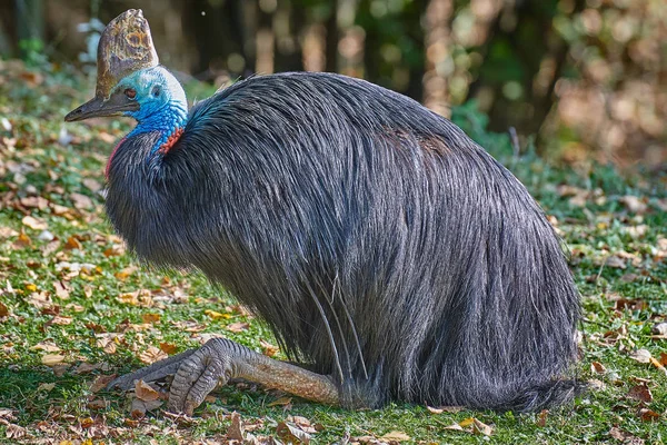 Southern Cassowary Casuarius Casuarius — стоковое фото