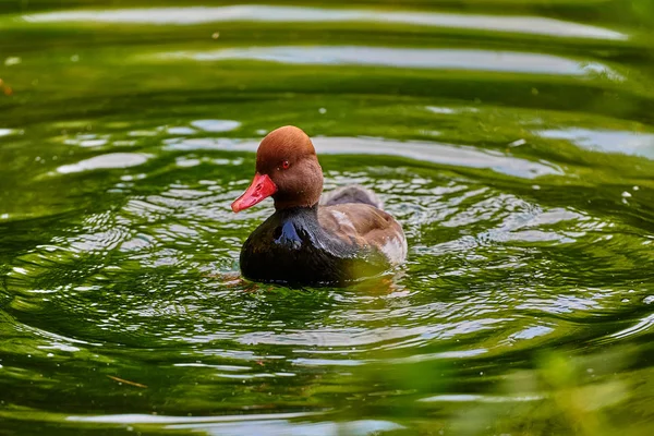 Redhead Duck Swimming Water Aythya Americana — Stock Photo, Image