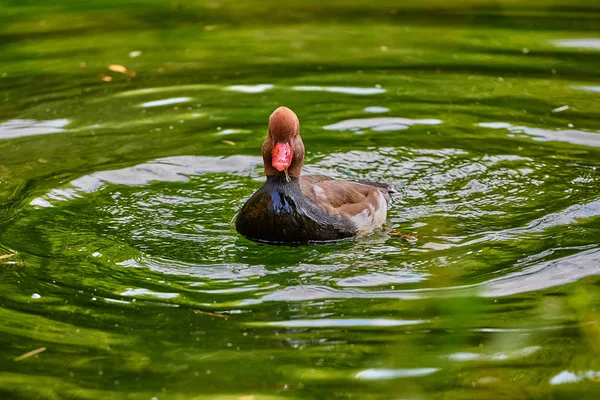 Pato Ruivo Nadando Água Aythya Americana — Fotografia de Stock