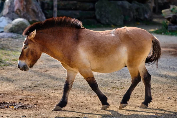 Лошадь Пржевальского Equus Ferus Przewalskii Известная Монгольская Дикая Лошадь Джунгарская — стоковое фото