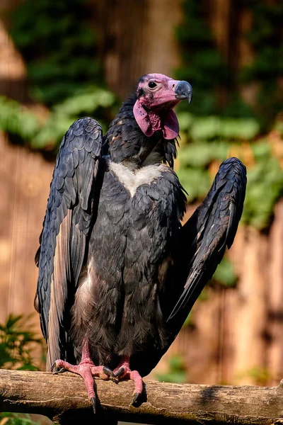 Κόκκινο Επικεφαλής Γύπα Sarcogyps Calvus — Φωτογραφία Αρχείου