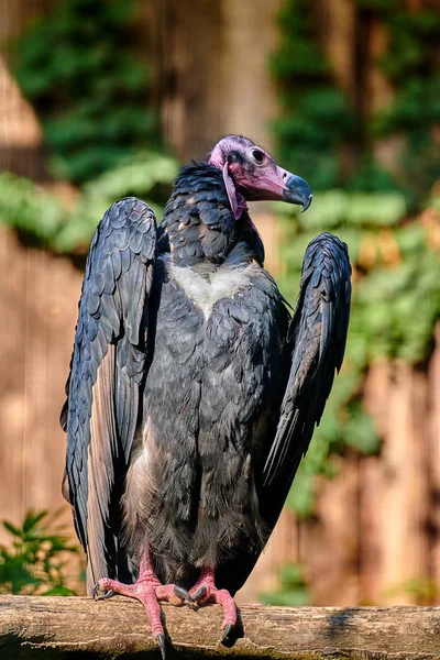 Red Headed Vulture Sarcogyps Calvus — Stock Photo, Image