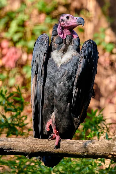 Red Headed Vulture Sarcogyps Calvus — Stock Photo, Image