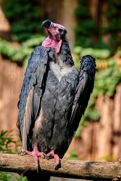 Red Headed Vulture Sarcogyps Calvus — Stock Photo, Image