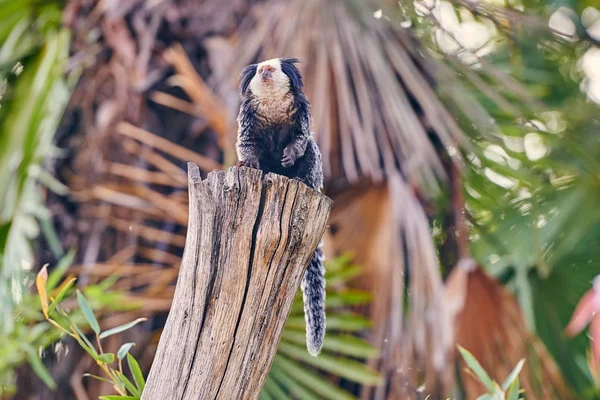 Marmoset Cabeza Blanca Callithrix Geoffroyi — Foto de Stock