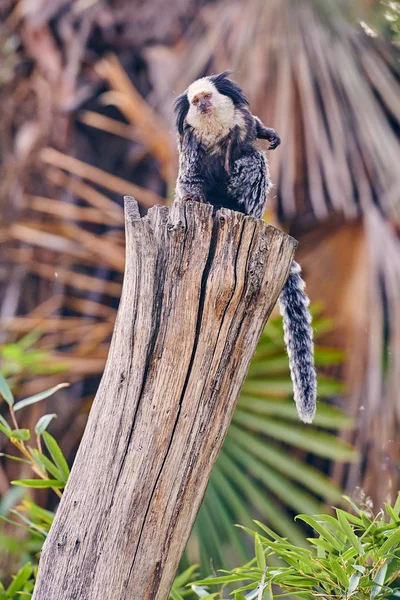 Marmoset Cabeza Blanca Callithrix Geoffroyi — Foto de Stock