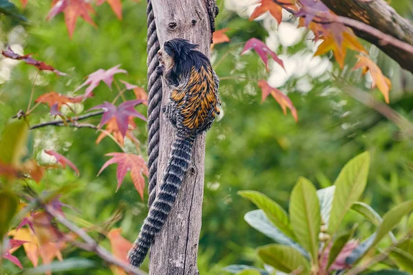 Marmoset Tête Blanche Callithrix Geoffroyi — Photo