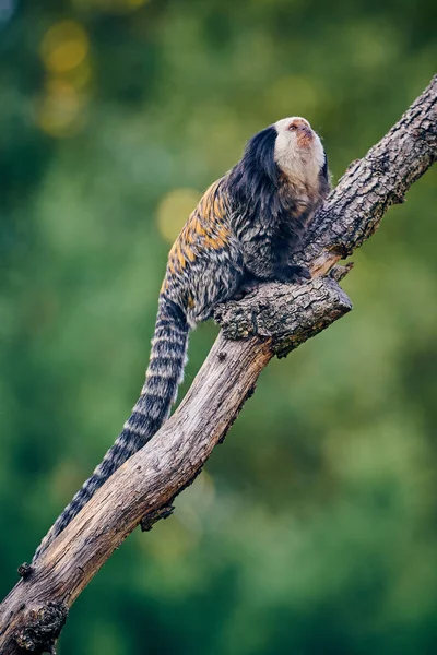 Marmoset Cabeza Blanca Callithrix Geoffroyi — Foto de Stock