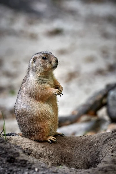 Arizona Black Tailed Prairiehond Cynomys Ludovicianus — Stockfoto