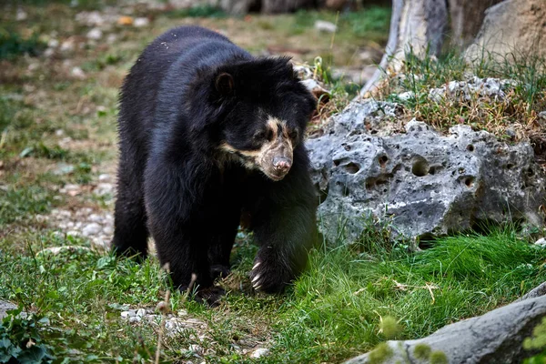 Розкішний Ведмідь Tremarctos Ornatus — стокове фото