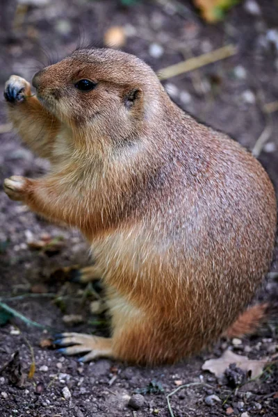 Arizona Black Tailed Prairiehond Cynomys Ludovicianus — Stockfoto