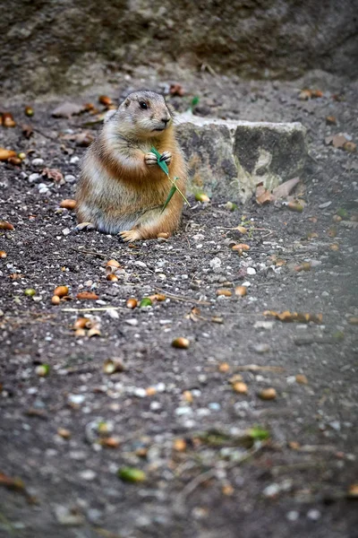 Cão Pradaria Cauda Preta Cynomys Ludovicianus — Fotografia de Stock