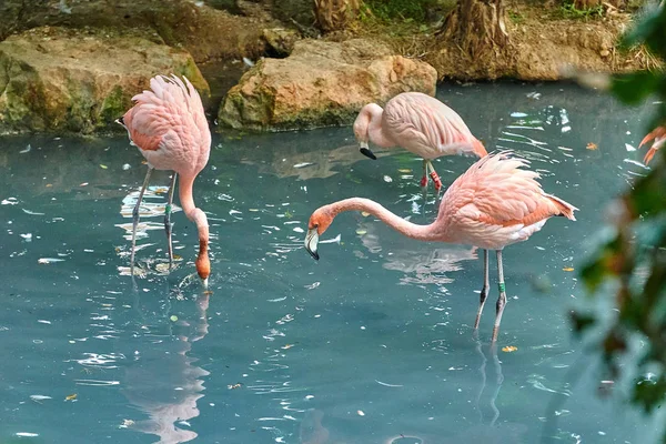 Büyük Flamingo Phoenicopterus Gülü — Stok fotoğraf