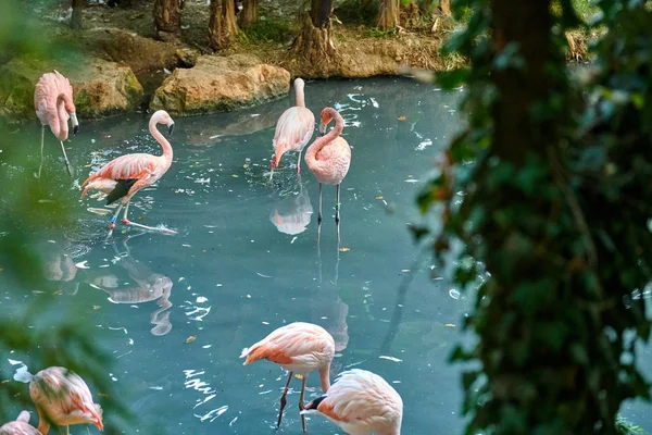 Maior Flamingo Phoenicopterus Roseus — Fotografia de Stock