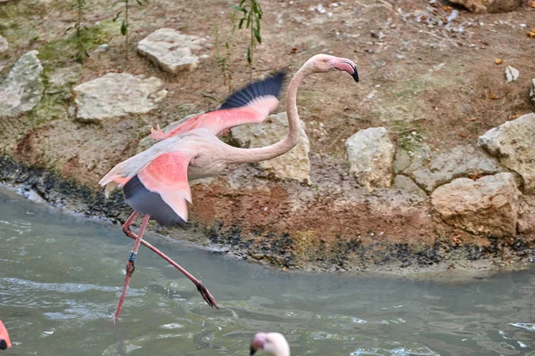 Mayor Flamenco Phoenicopterus Roseus — Foto de Stock