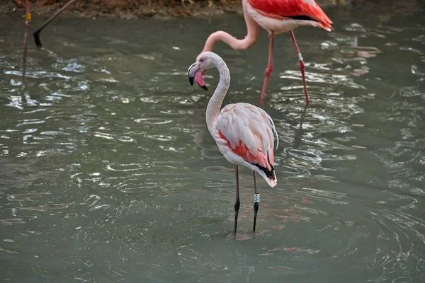 Büyük Flamingo Phoenicopterus Gülü — Stok fotoğraf