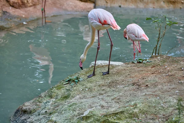 Büyük Flamingo Phoenicopterus Gülü — Stok fotoğraf