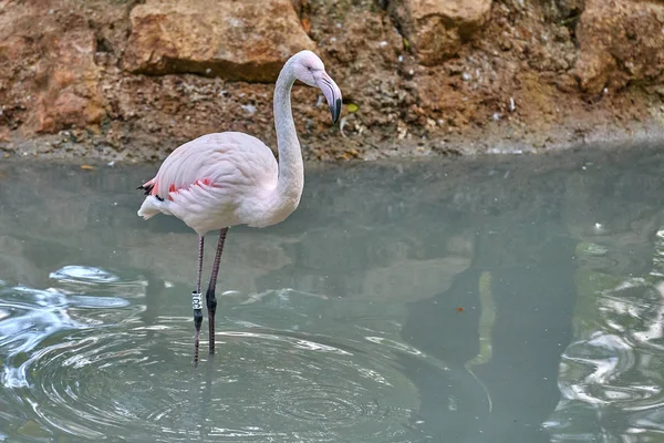 Velký Flamingo Phoenicopterus Roseus — Stock fotografie