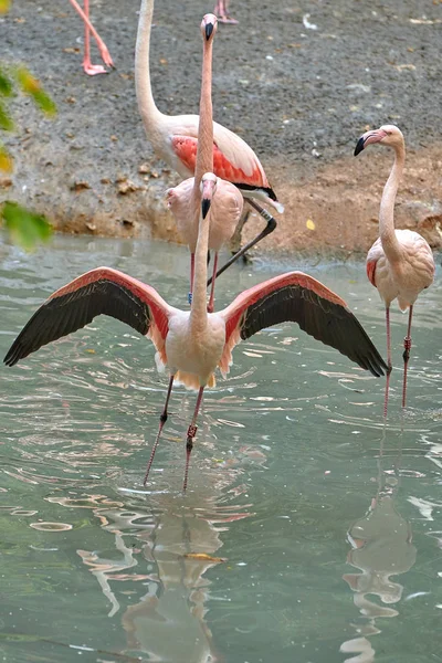 Mayor Flamenco Phoenicopterus Roseus — Foto de Stock