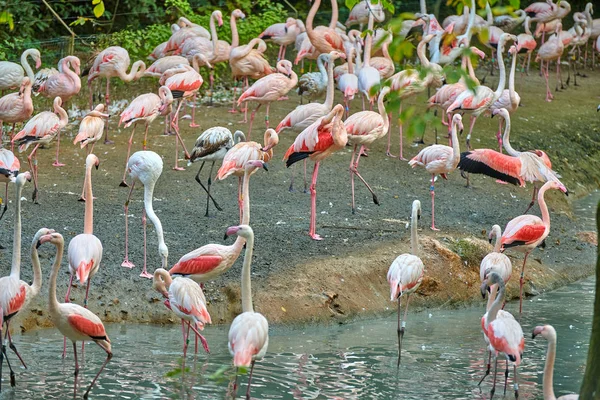 Mayor Flamenco Phoenicopterus Roseus — Foto de Stock