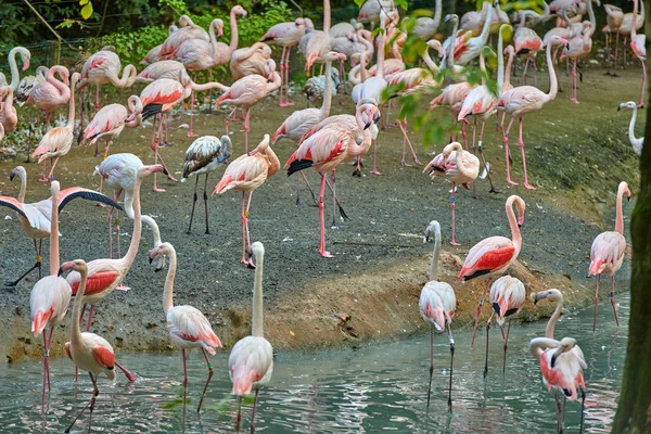 Mayor Flamenco Phoenicopterus Roseus — Foto de Stock