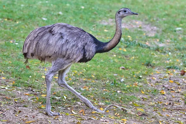 Greater Rhea Rhea Americana — Stock Photo, Image