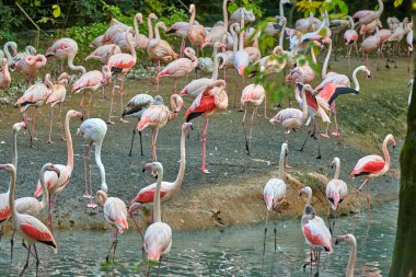 Büyük Flamingo (Phoenicopterus gülü)