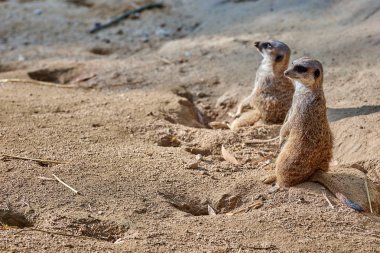 Çöl faresi, suricate (Suricata suricatta)
