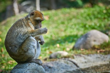Barbary makak, magot (Macaca sylvanus)