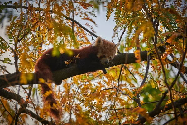 Κόκκινο Panda Ailurus Fulgens — Φωτογραφία Αρχείου