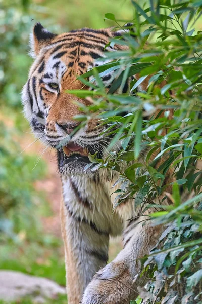 Сибирский Тигр Panthera Tigris Altaica — стоковое фото